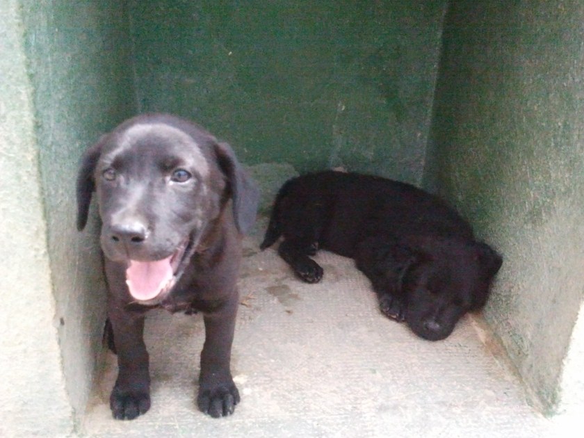 Dos perros cachorros de labrador 