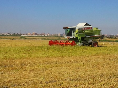 Segadora en campo de arroz